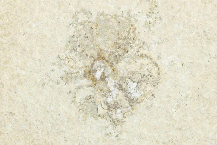 Floating Crinoid (Saccocoma) Fossil - Solnhofen Limestone #351007